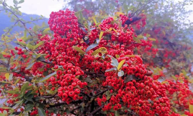 火棘几年结果实？火棘种植多久能结果？