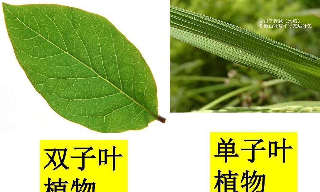 绿豆是单子叶植物吗？绿豆的植物分类是什么？