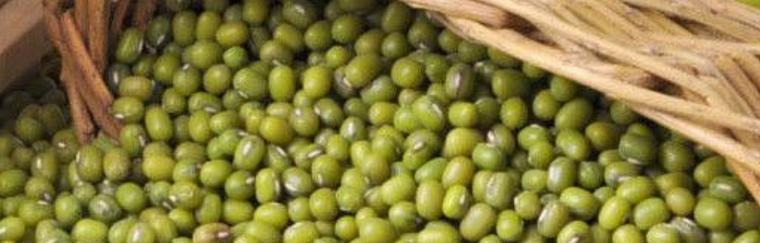 绿豆是单子叶植物吗？绿豆的植物分类是什么？