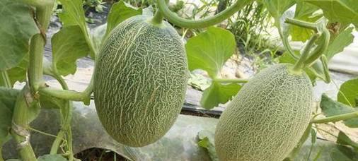 湖南可以种哈密瓜吗？湖南种植哈密瓜的可行性如何？