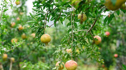 石榴种植时间和方法是什么？石榴种植注意事项有哪些？