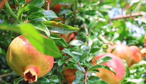 石榴种植时间和方法是什么？石榴种植注意事项有哪些？