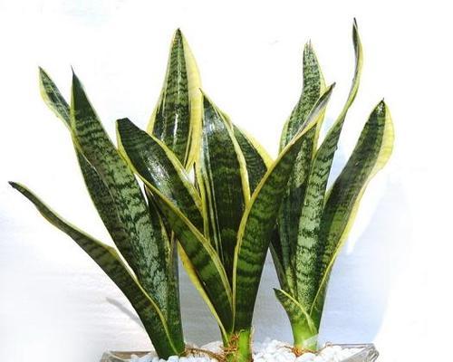 小虎尾兰开花吗？小虎尾兰开花是什么样子？