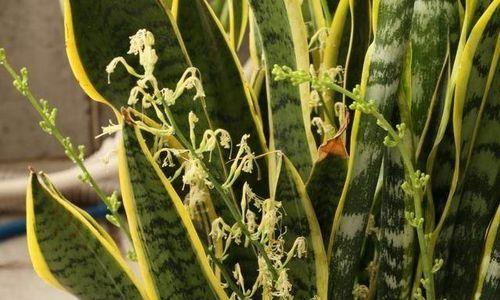 小虎尾兰开花吗？小虎尾兰开花是什么样子？