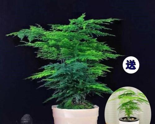 文松怎么修剪？文松修剪方法和造型技巧是什么？