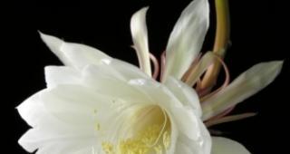 昙花花语是什么？如何正确解读昙花的含义？
