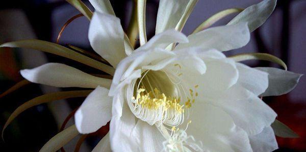 昙花象征着什么？昙花的寓意有哪些含义？
