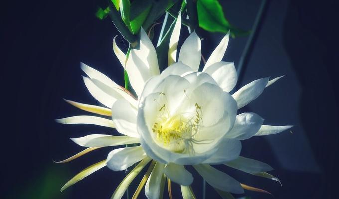 昙花象征着什么？昙花的寓意有哪些含义？