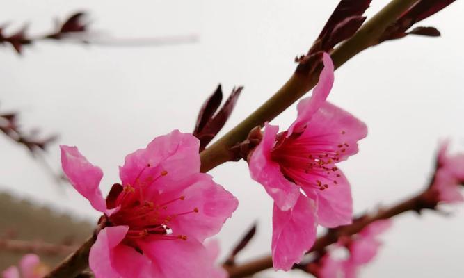 桃花在古代象征着什么？它的寓意有哪些？