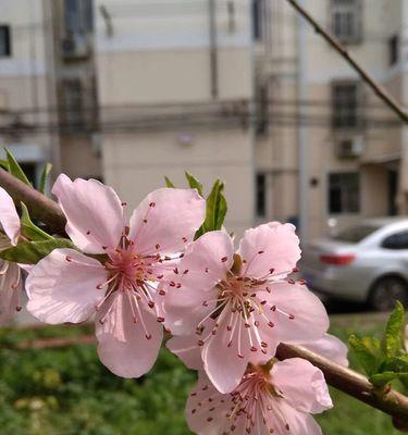 桃花在古代象征着什么？它的寓意有哪些？