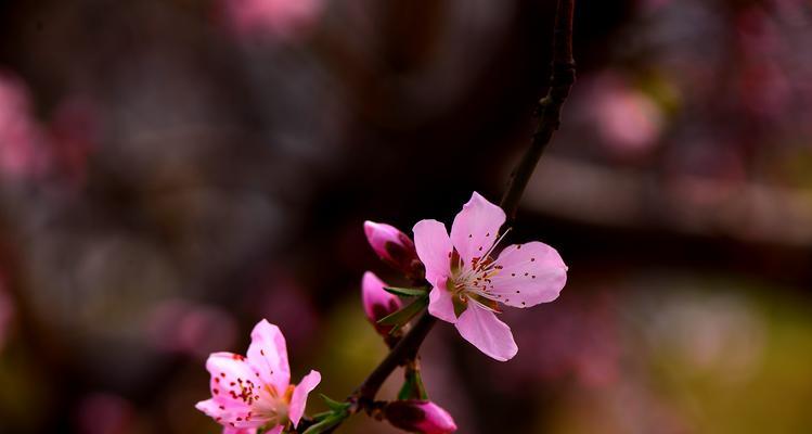 桃花在古代象征着什么？它的寓意有哪些？