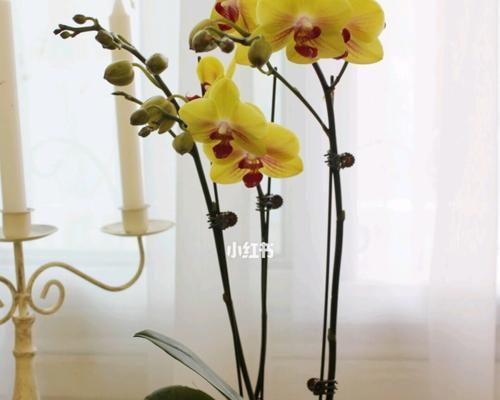 条点蝴蝶兰的花语是什么？如何正确解读蝴蝶兰的寓意？