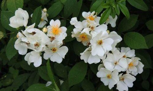 荼蘼的花语和象征是什么？如何理解荼蘼的深层含义？