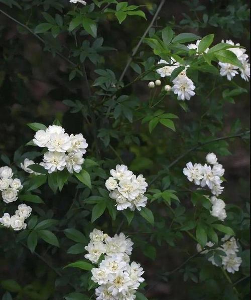 荼蘼花的花语是什么？如何用荼蘼花表达情感？