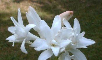 晚香玉花语是什么？了解晚香玉的象征意义和花语含义？