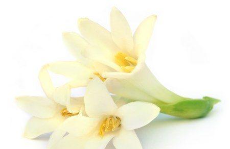 晚香玉花语象征着什么意义？如何正确解读晚香玉的花语含义？