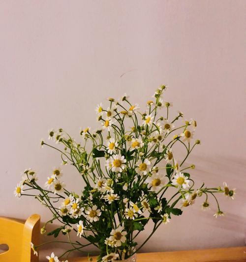 小雏菊代表不吉利吗？它的含义是什么？