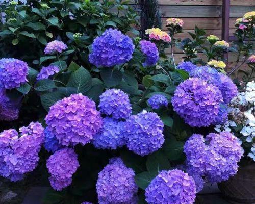无尽夏绣球花语是什么？如何正确解读绣球花的含义？