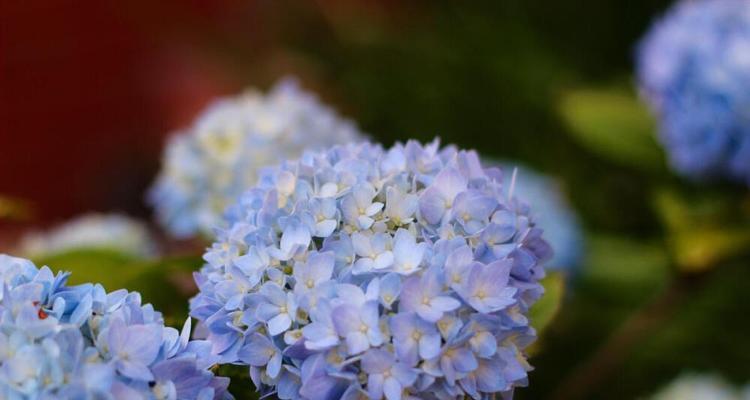 无尽夏绣球花语是什么？如何正确解读绣球花的含义？