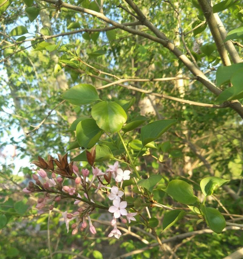 五瓣丁香花代表什么含义？五瓣丁香花的象征意义是什么？