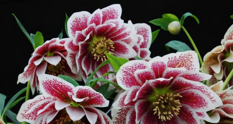 夕雾花的花语是什么？了解夕雾花的含义和象征意义？