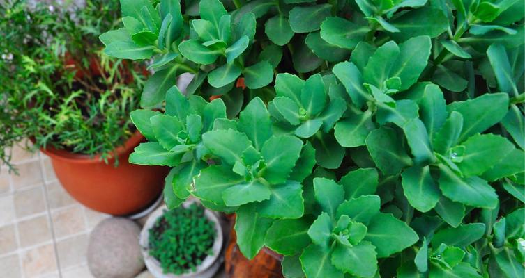 夏天的代表性植物有哪些？它们的生长特点是什么？