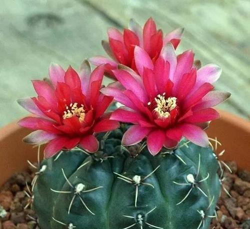 仙人掌开花代表什么？其象征意义有哪些？