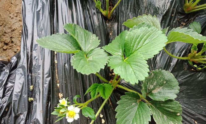 草莓一年能开几次花？如何管理确保多次开花？