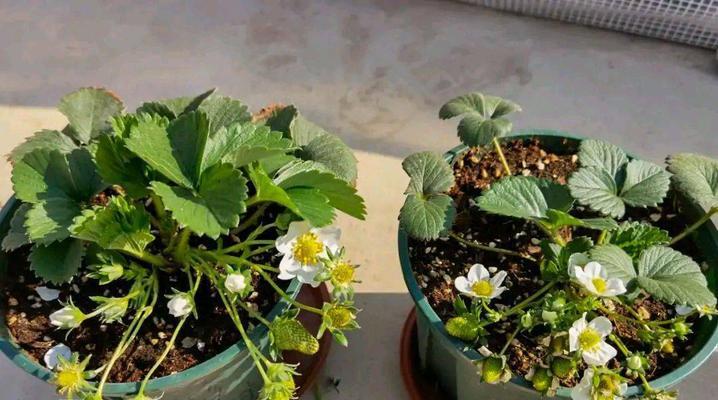草莓种植时选择大盆还是小盆好？哪种更有利于生长？