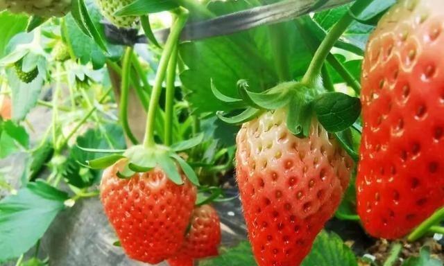草莓怎么保存时间长？有效延长草莓新鲜期的方法是什么？