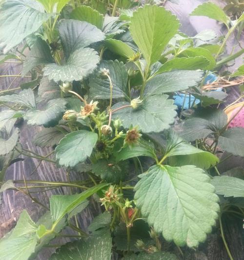 草莓长虫子了怎么办？有效防治方法有哪些？