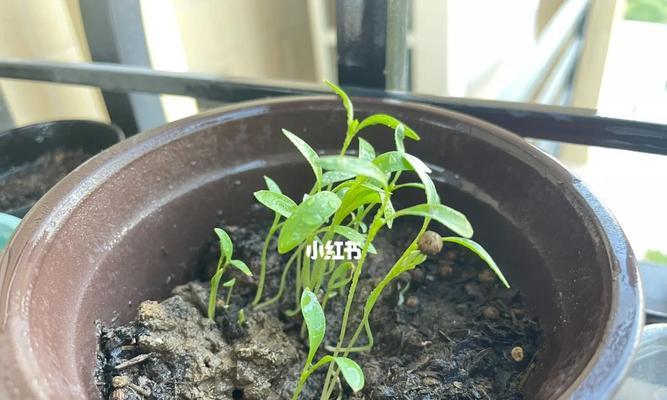 草莓种子发芽需要多长时间？发芽后如何护理？