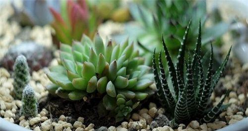 草木灰真的适合用来种植多肉植物吗？