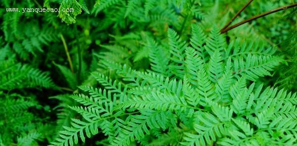 草属于蕨类植物吗？草和蕨类植物有什么区别？