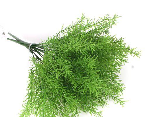 草属于蕨类植物吗？草和蕨类植物有什么区别？