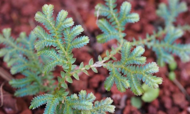 草属于蕨类植物吗？草和蕨类植物有什么区别？