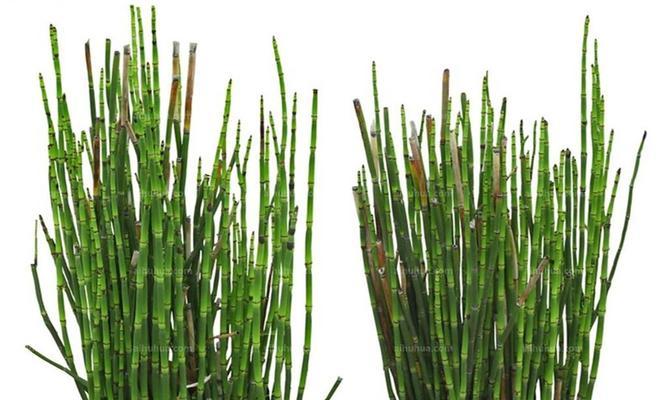 草是植物吗？属于什么类型植物的分类？