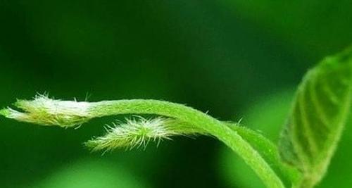 草芽属于什么植物类别？如何识别草芽的特征？