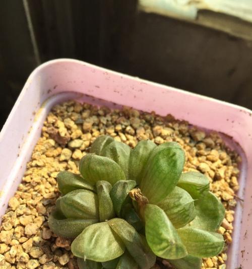 草玉露上盆的最佳时间是什么时候？如何正确养护？