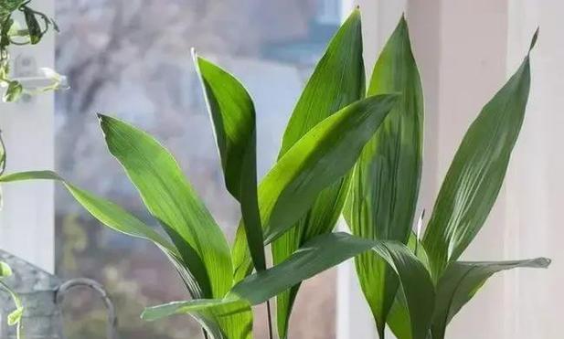 厕所里放什么花风水好？如何选择合适的花卉？