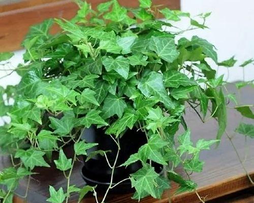厕所里放什么花风水好？如何选择合适的花卉？