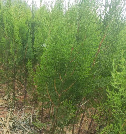侧柏什么时候开花结果？如何判断其成熟期？