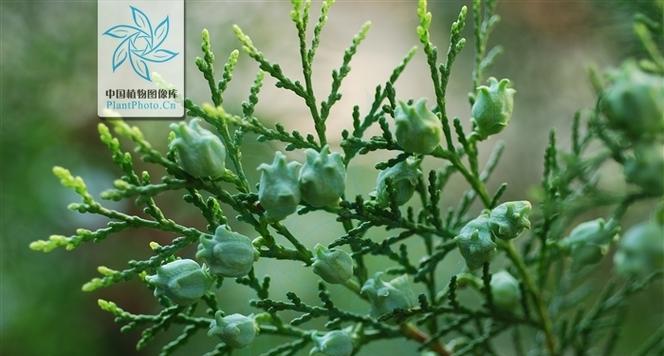 侧柏什么时候开花结果？如何判断其成熟期？