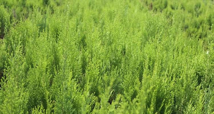 侧柏什么时候开花结果？如何判断其成熟期？