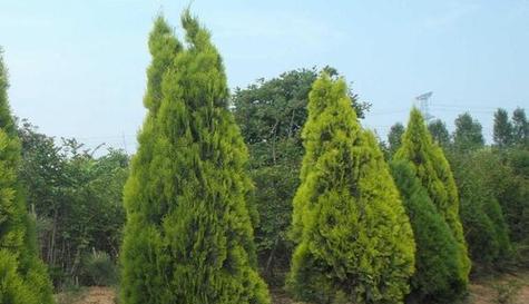 侧柏属于被子植物吗？侧柏的分类特征是什么？