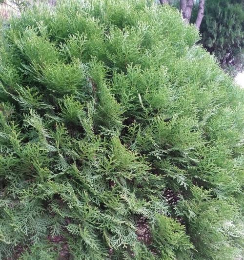 侧柏是常绿植物吗？了解侧柏的生长特性与养护要点