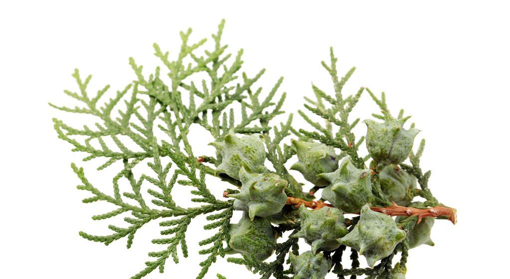 侧柏属于蕨类植物吗？常见误解有哪些？