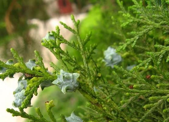 侧柏属于蕨类植物吗？常见误解有哪些？