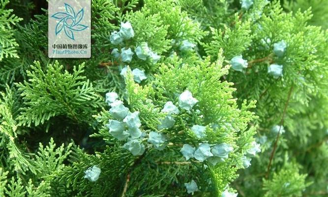 侧柏属于蕨类植物吗？常见误解有哪些？