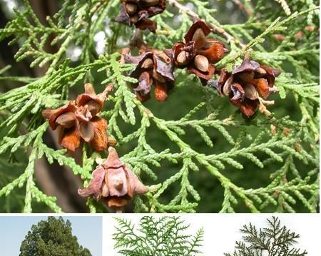 侧柏属于什么类植物？侧柏的分类及其特性是什么？